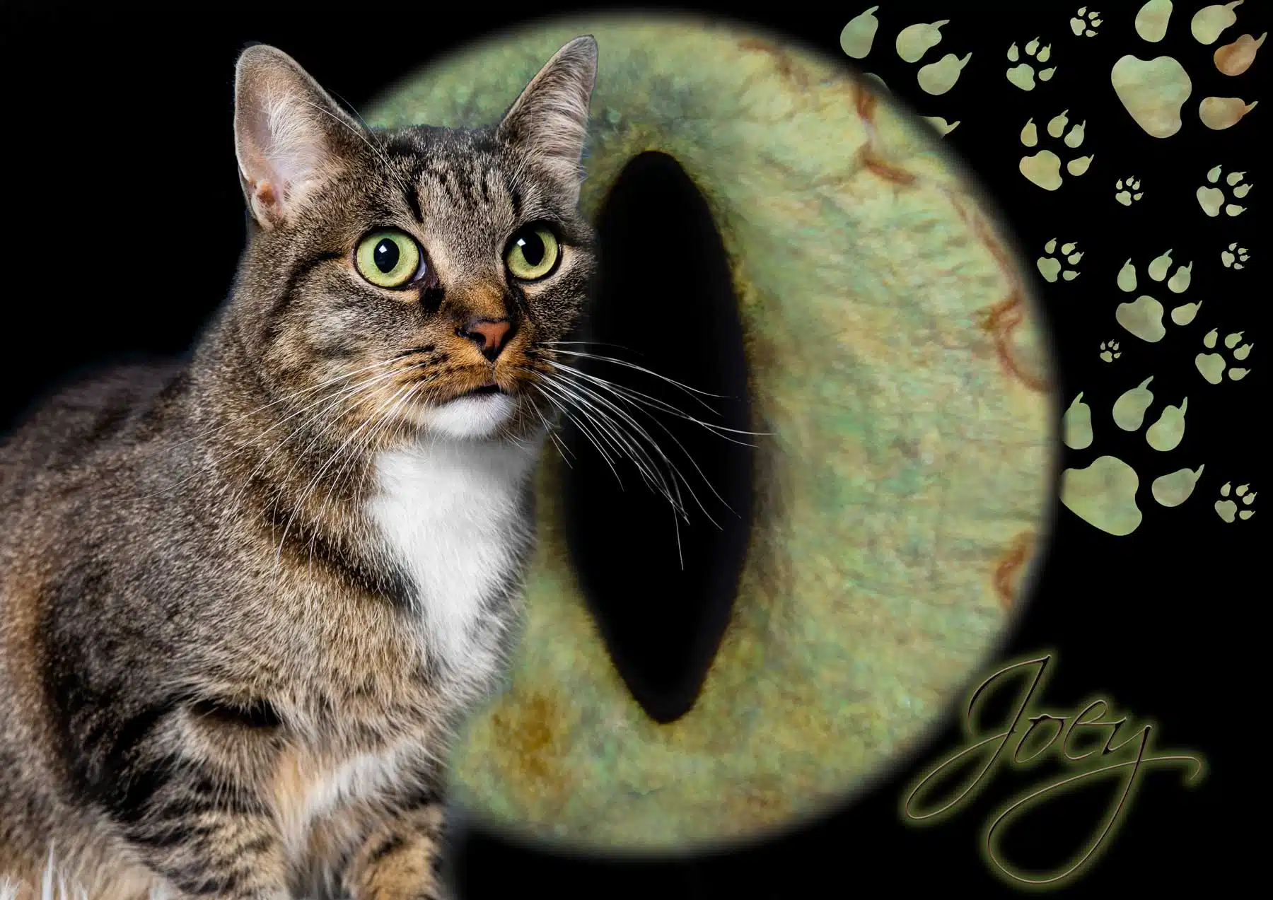 Iris Fotografie Joey Iris Fotografie